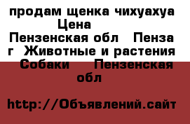 продам щенка чихуахуа. › Цена ­ 5 000 - Пензенская обл., Пенза г. Животные и растения » Собаки   . Пензенская обл.